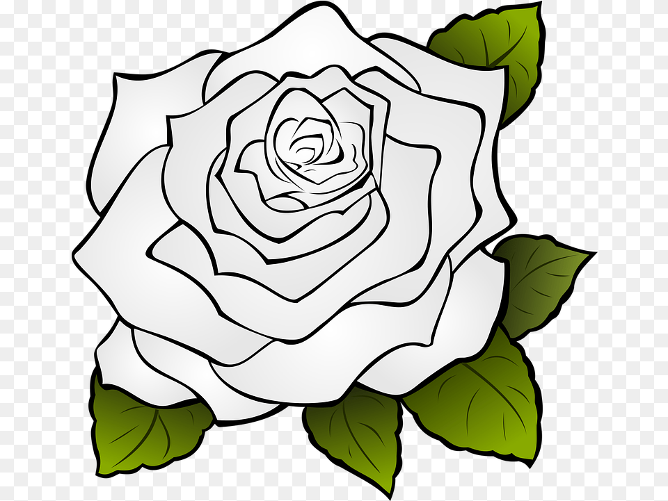 Rose Flower Drawing 11 Buy Clip Art Rose Drawing Transparent, Plant, Baby, Person Free Png