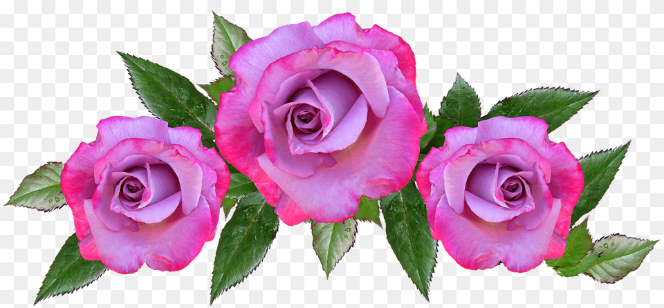 Rose Flower Floral Petal Anniversary Saludos Por Dia De San Valentin, Plant, Flower Arrangement, Flower Bouquet Png