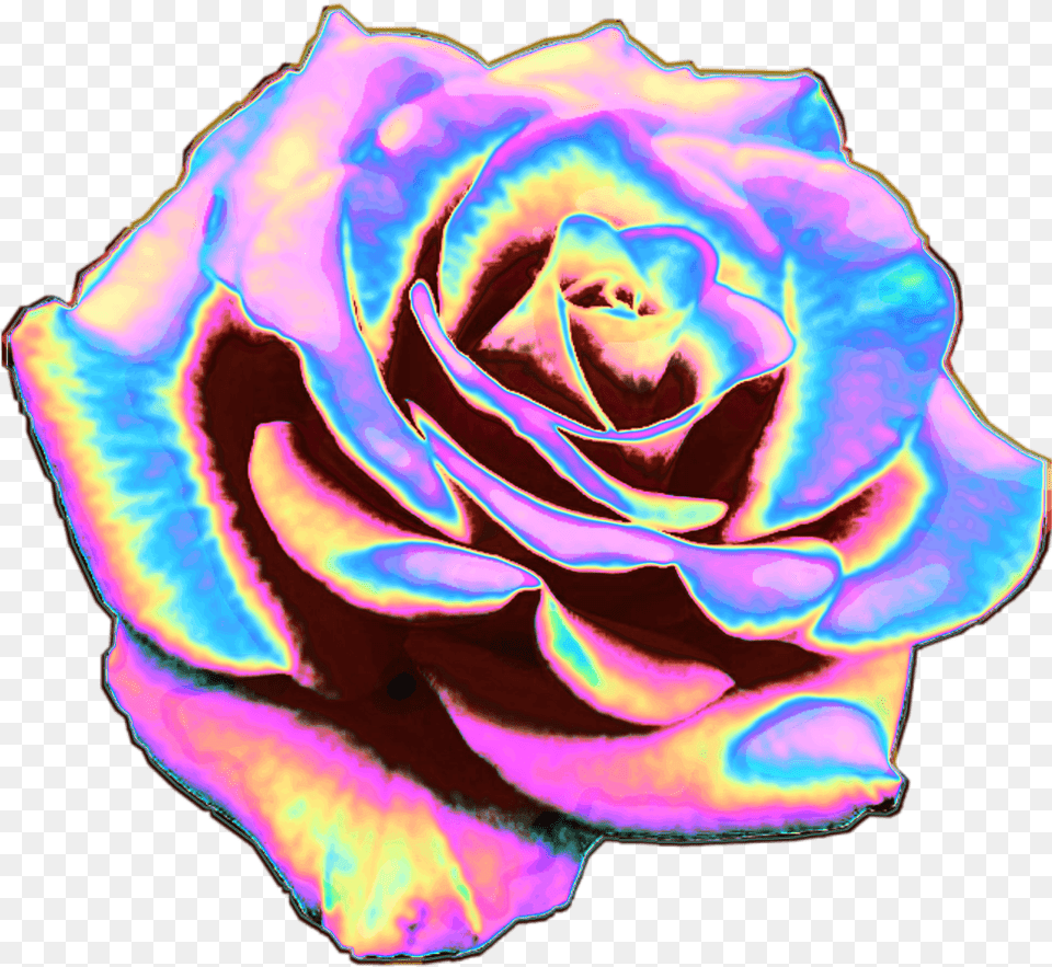 Rose Flower Flowers Holo Holographicrose Holo Rainbow Rose No Background, Plant, Petal Free Transparent Png