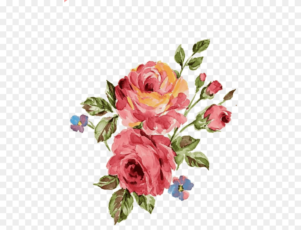 Rose Flower Flowers Watercolor Aquarella Draw Hd Wallpaper For Android Vintage Floral, Art, Floral Design, Graphics, Pattern Png
