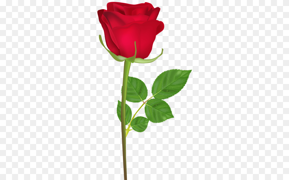 Rose Flower Download, Plant, Leaf Free Png
