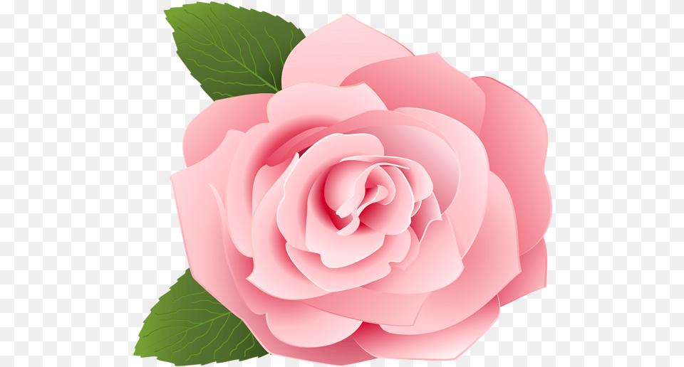 Rose Flower Pink Flower, Plant, Petal Free Png Download