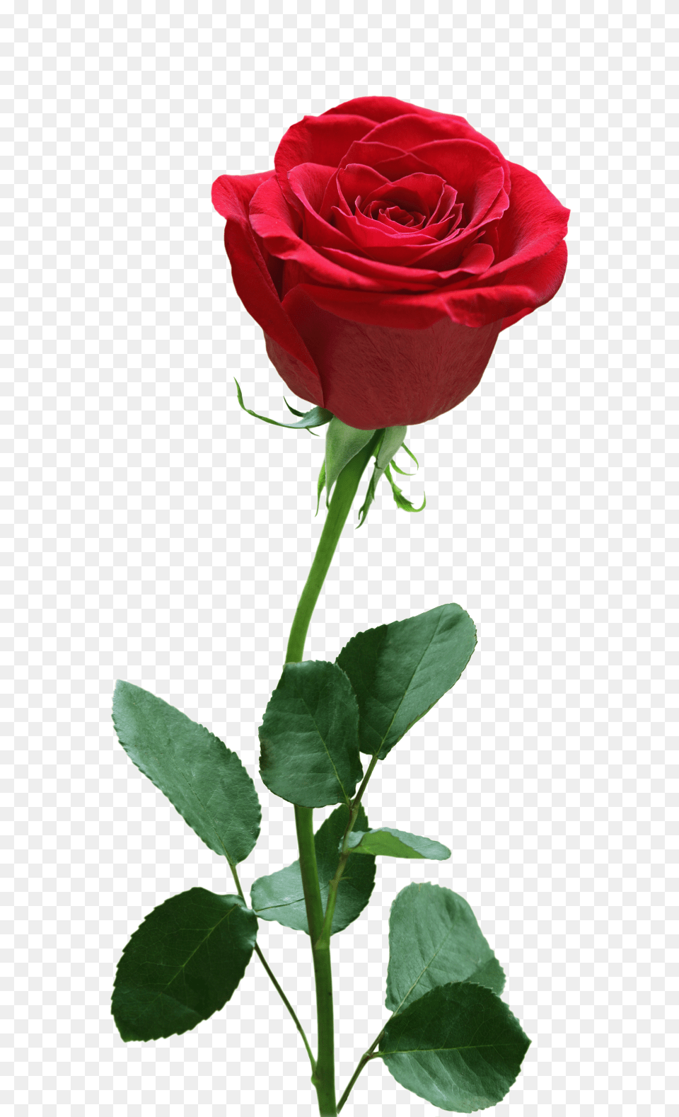 Rose Flower Free Download Searchpngcom Center, Plant Png