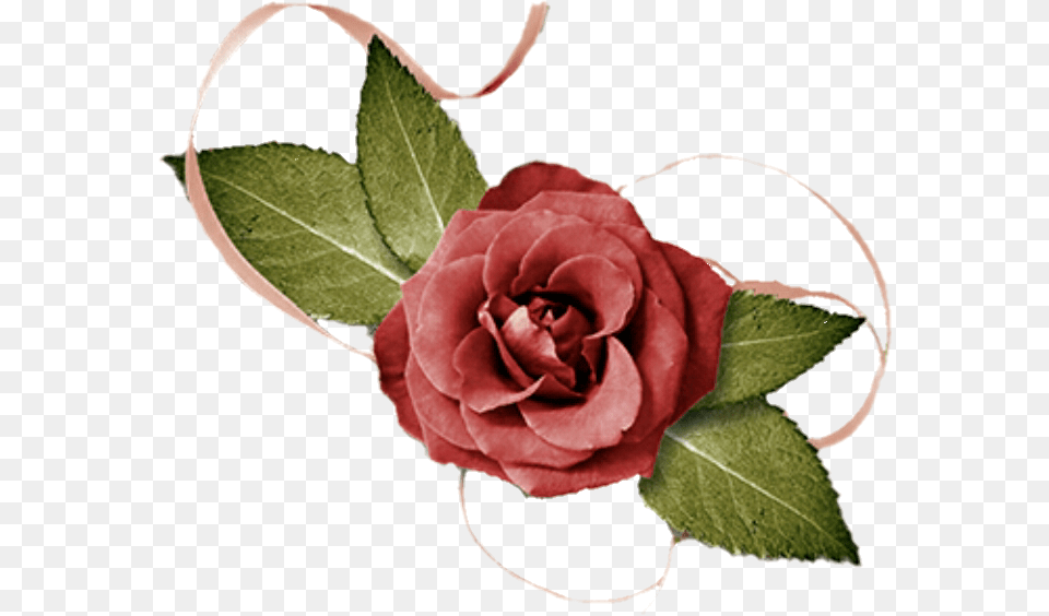 Rose Flower Garden Roses, Plant, Leaf Free Transparent Png