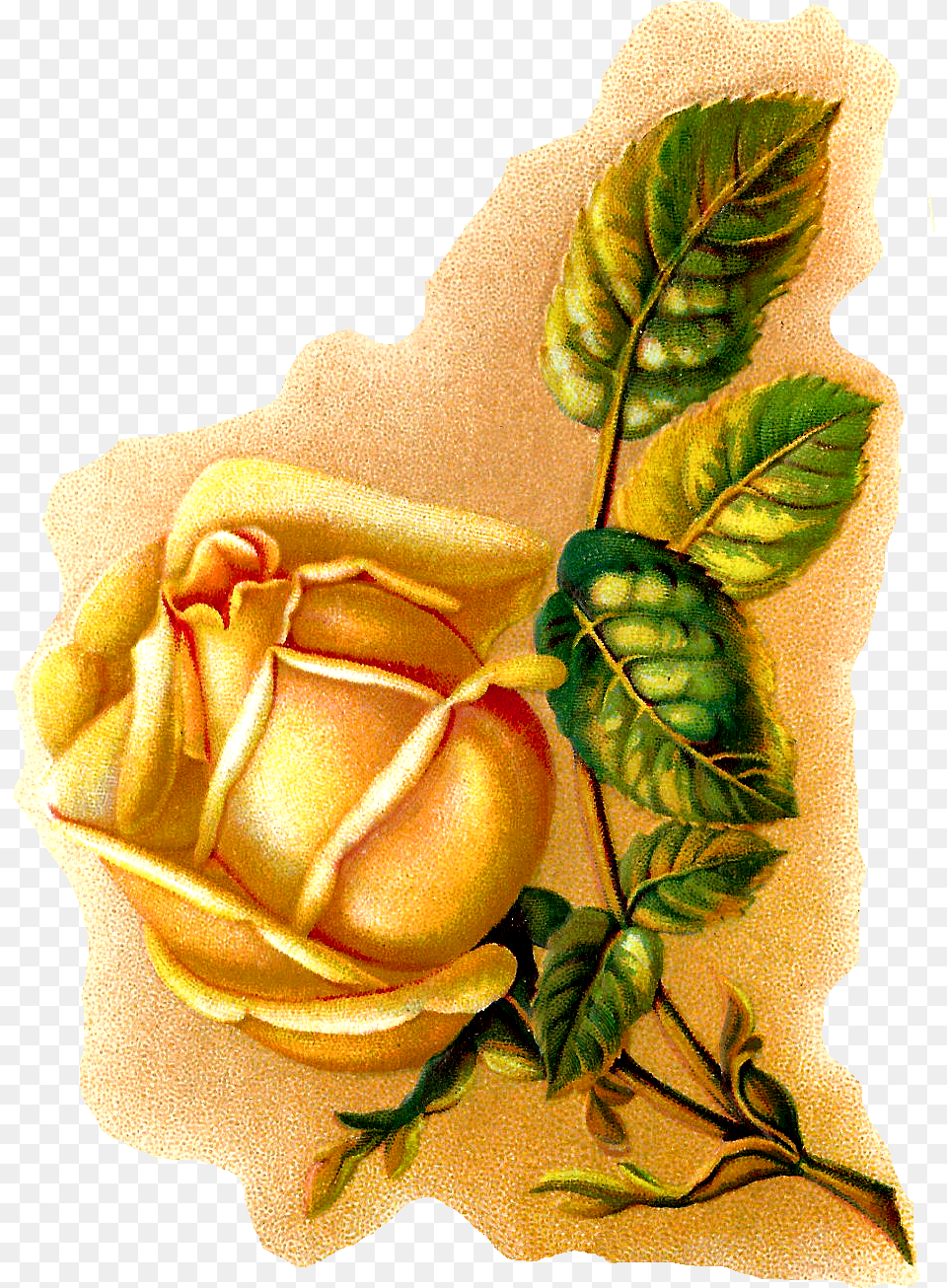 Rose Flower Illustration Botanical Vintage Art Illustration, Leaf, Plant, Person Free Png