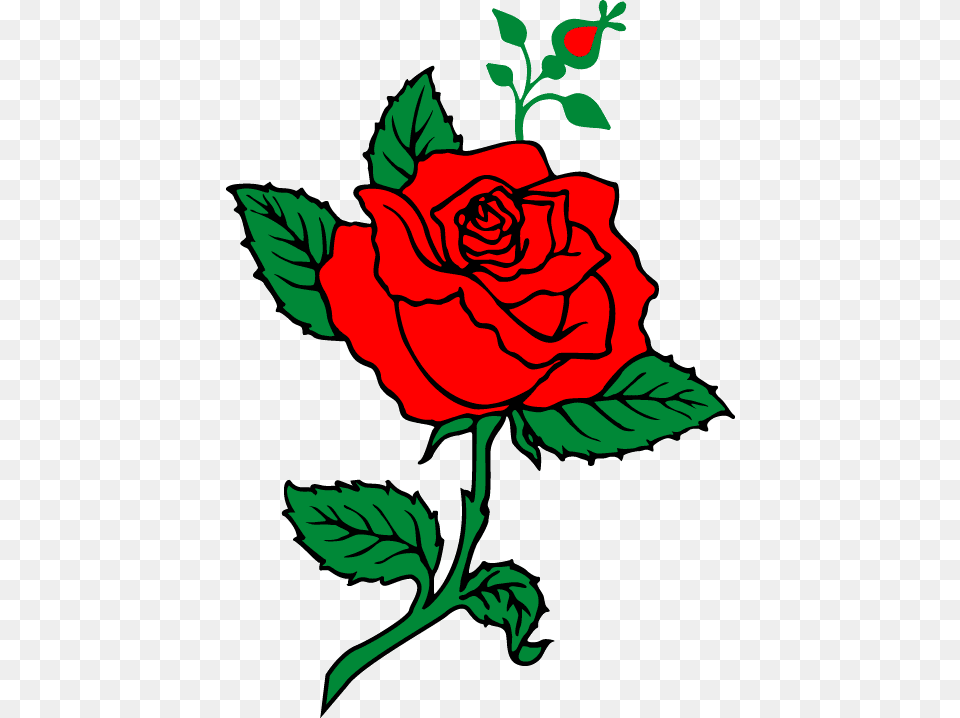 Rose Flower Illustrator, Pattern, Plant Free Png