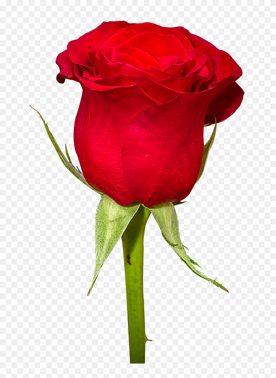 Rose Flower Image Free Png Download