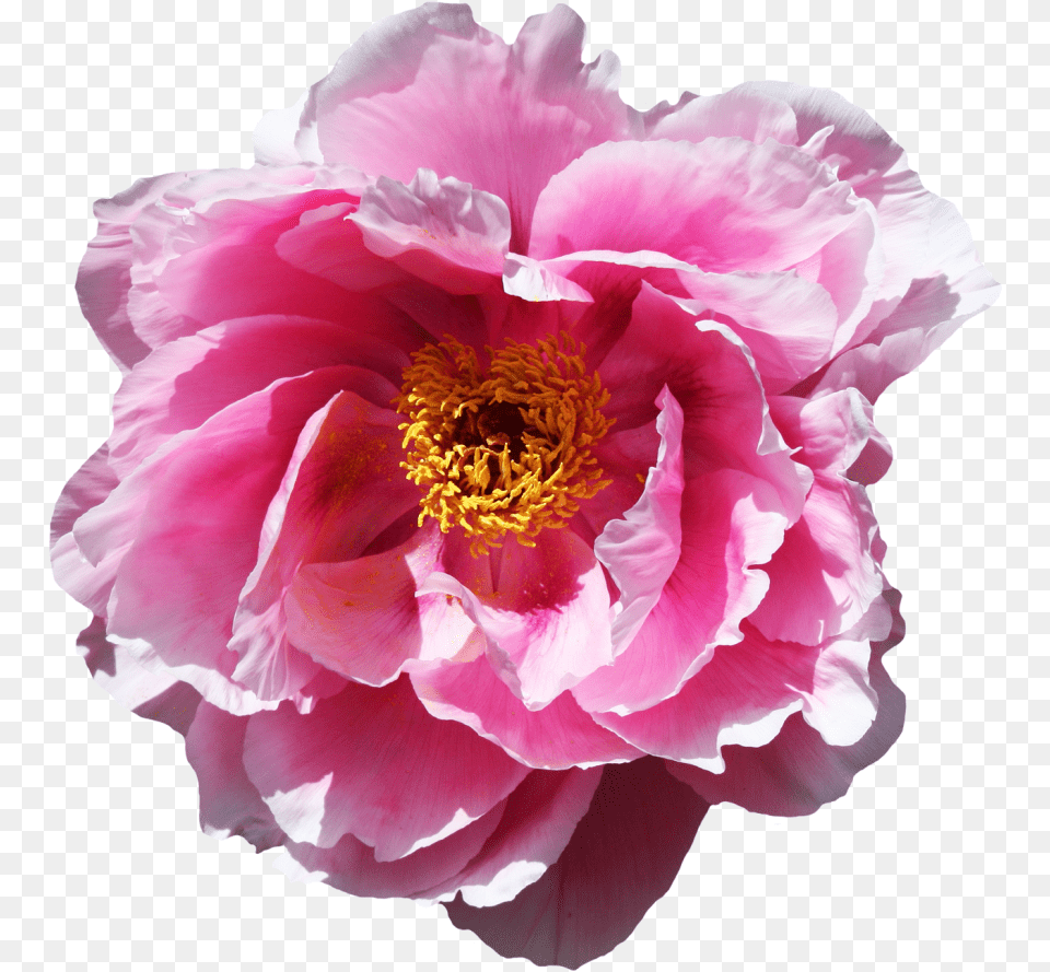 Rose Flower Image Animated Gif Blten Gif, Plant, Peony Png