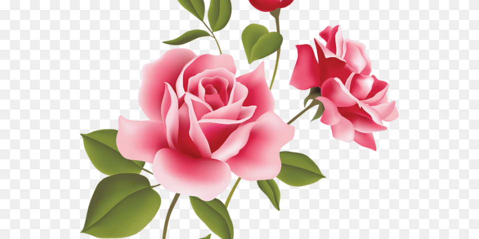Rose Flower Image Hd, Plant, Petal Free Transparent Png