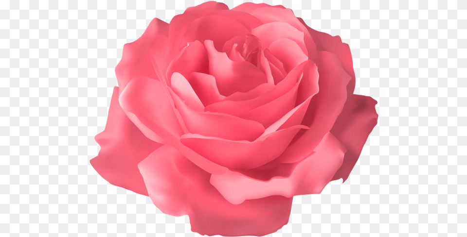 Rose Flower Images Download Blue Rose Transparent Flower, Petal, Plant, Carnation Png Image