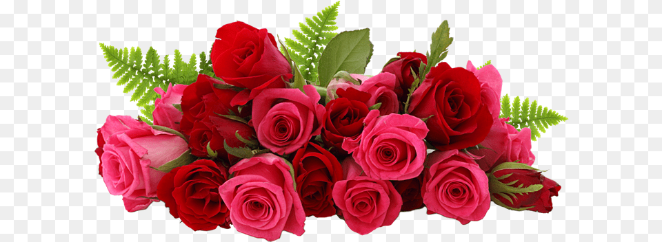 Rose Flower Images Download Rose, Flower Arrangement, Flower Bouquet, Plant, Pattern Png