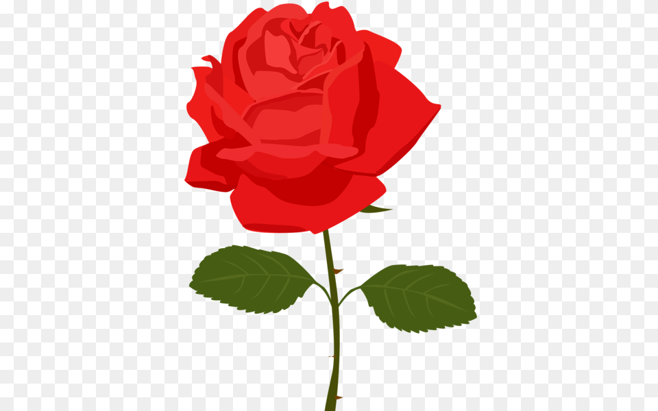 Rose Flower Images Free Download, Plant Png