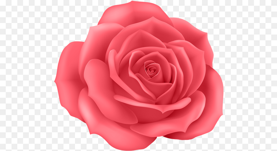 Rose Flower Images Free Download Pink Cartoon Rose, Petal, Plant Png Image