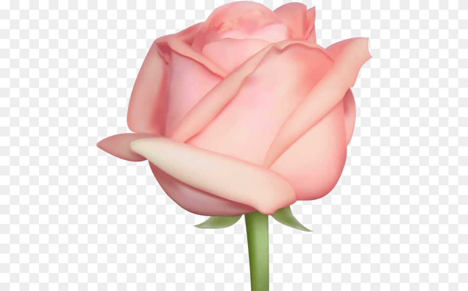 Rose Flower Images Free Download Real Pink Rose, Plant, Petal, Baby, Person Png