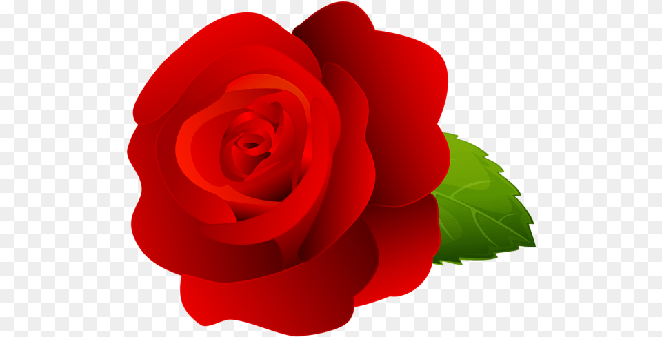 Rose Flower Images Garden Roses, Plant, Dynamite, Food, Ketchup Png