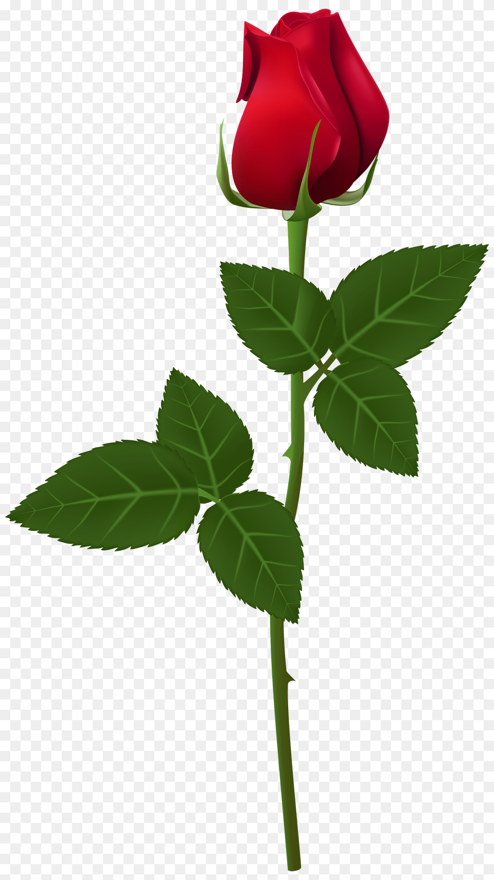 Rose Flower Images Background Rose, Plant, Cross, Symbol Free Transparent Png