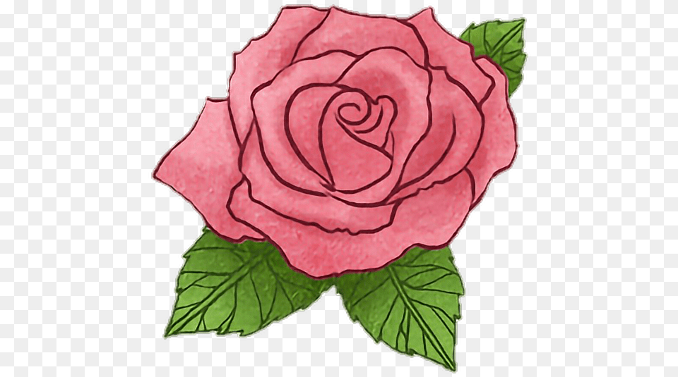 Rose Flower Littleprince Story Drawing Lovely, Plant, Petal Free Png