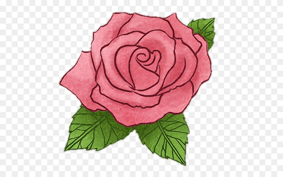 Rose Flower Littleprince Story Drawing Watercolor Handp, Plant Free Png