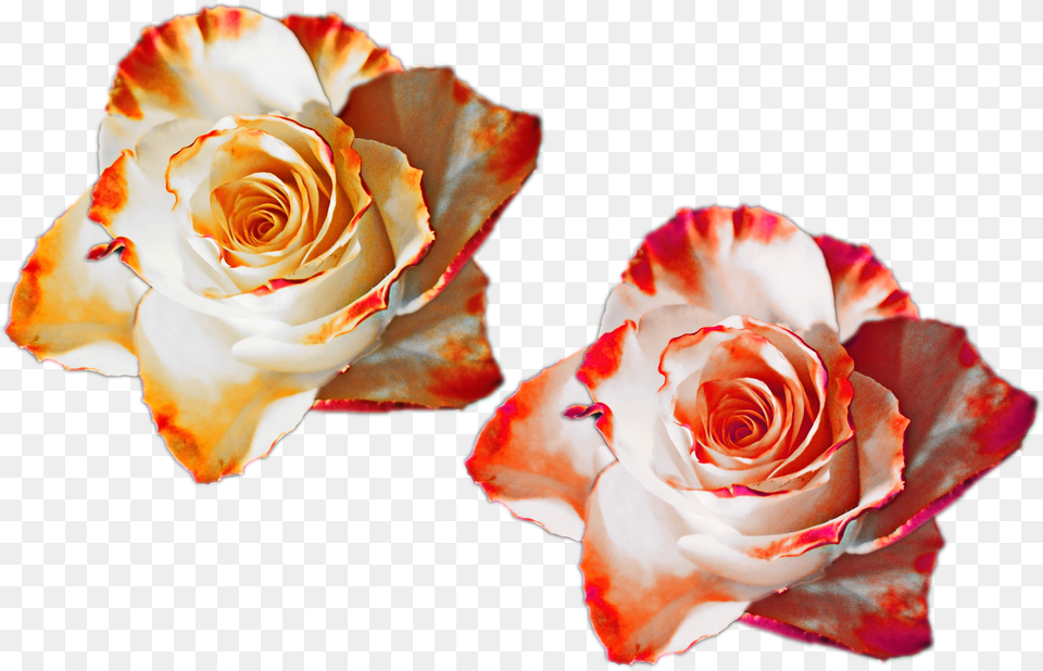 Rose Flower Nature Mixed Colors Flowers White Red Rose Color Orange Free Transparent Png