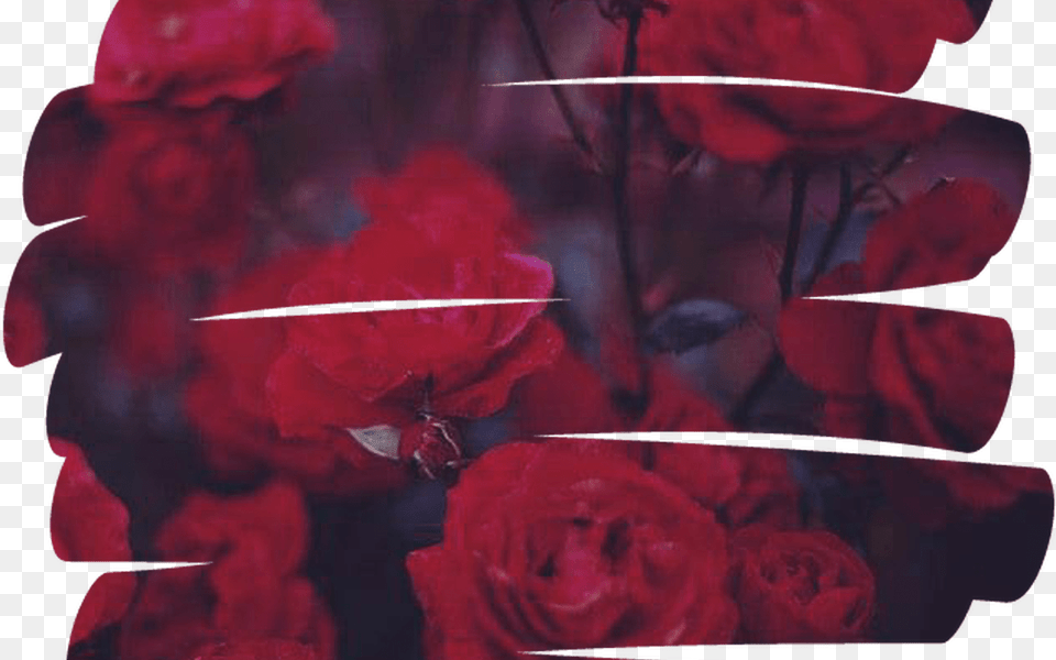 Rose Flower Overlay Aesthetic Tumblr Red Aesthetic Red Overlays, Petal, Plant, Person Png Image