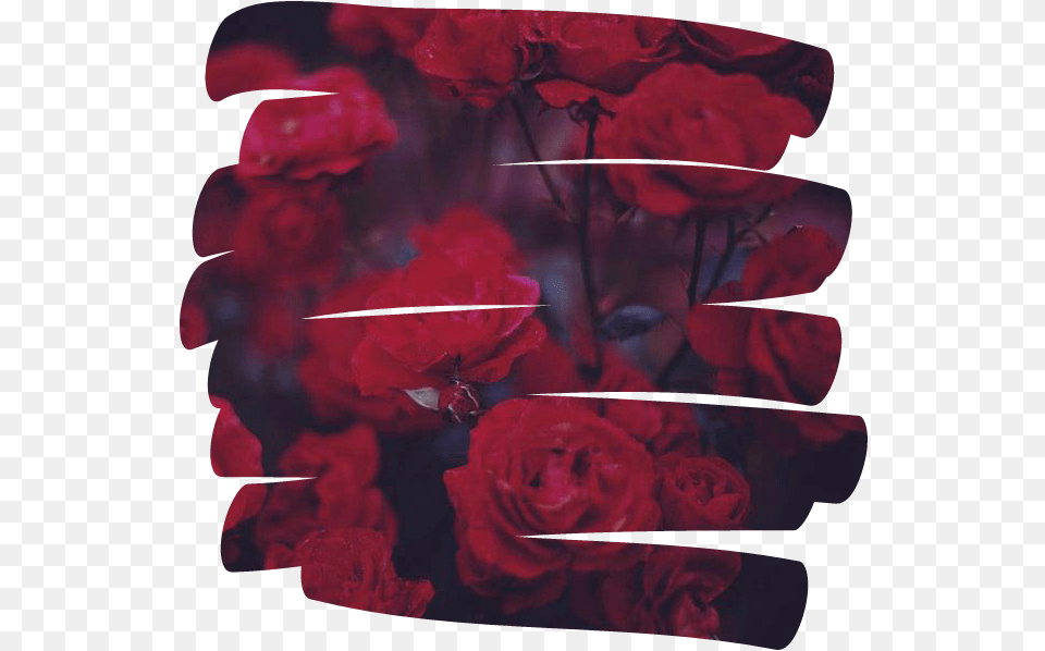 Rose Flower Overlay Aesthetic Tumblr Red Seven Kayne Y Cazzu, Petal, Plant Free Png