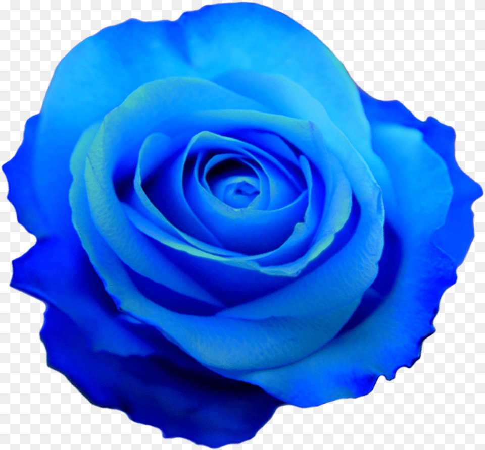 Rose Flower Photos Blue Flower Transparent, Plant Free Png