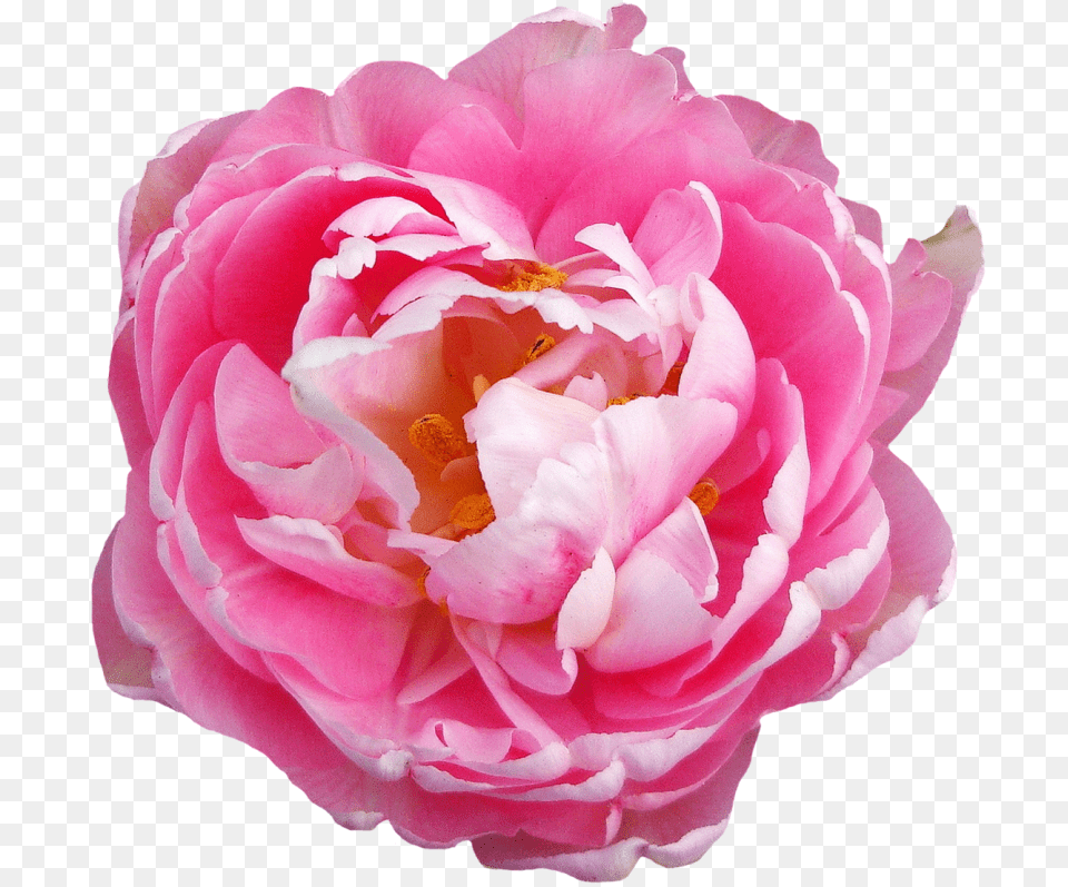 Rose Flower Pink Transparent Pink Flowers, Plant, Petal, Peony, Carnation Free Png