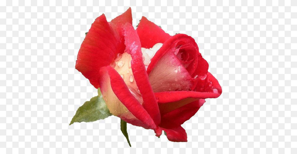 Rose Flower Plants Image On Pixabay Dini Szler Bayram, Plant, Petal Free Png Download