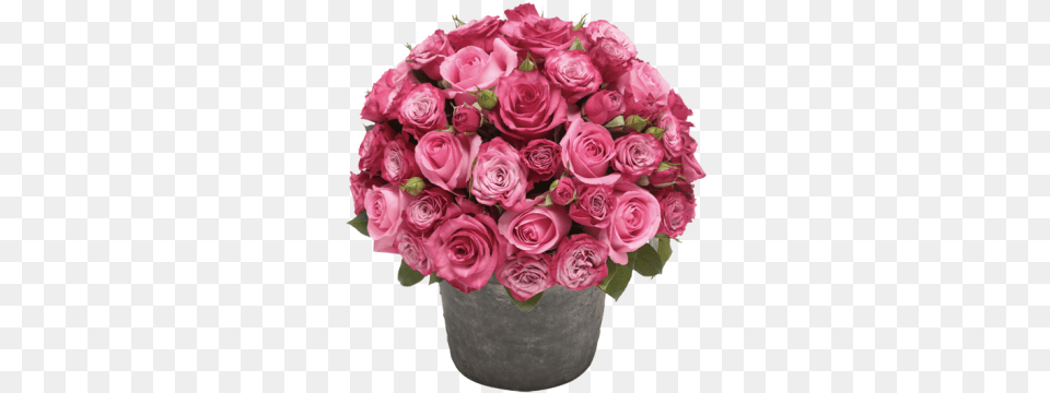 Rose Flower Pot Image Rose Flower Pot, Plant, Flower Bouquet, Flower Arrangement, Dessert Png