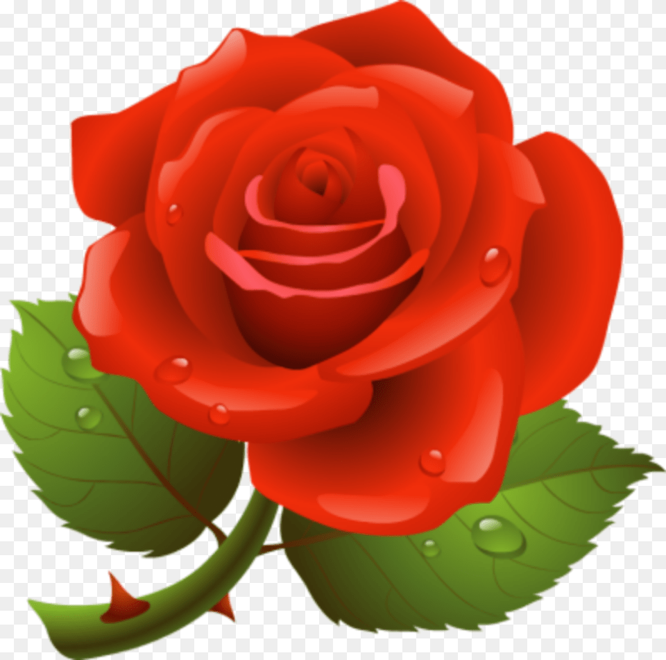 Rose Flower Redrose Raindrops Clipart Picture Of Rose, Plant Png Image