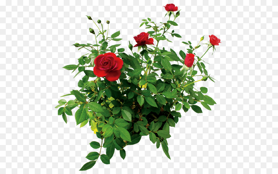 Rose Flower Rose Bush Transparent Background, Plant, Flower Arrangement, Flower Bouquet Png