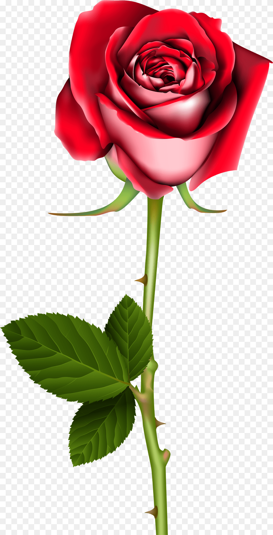Rose Flower Rose Pic Art Png Image