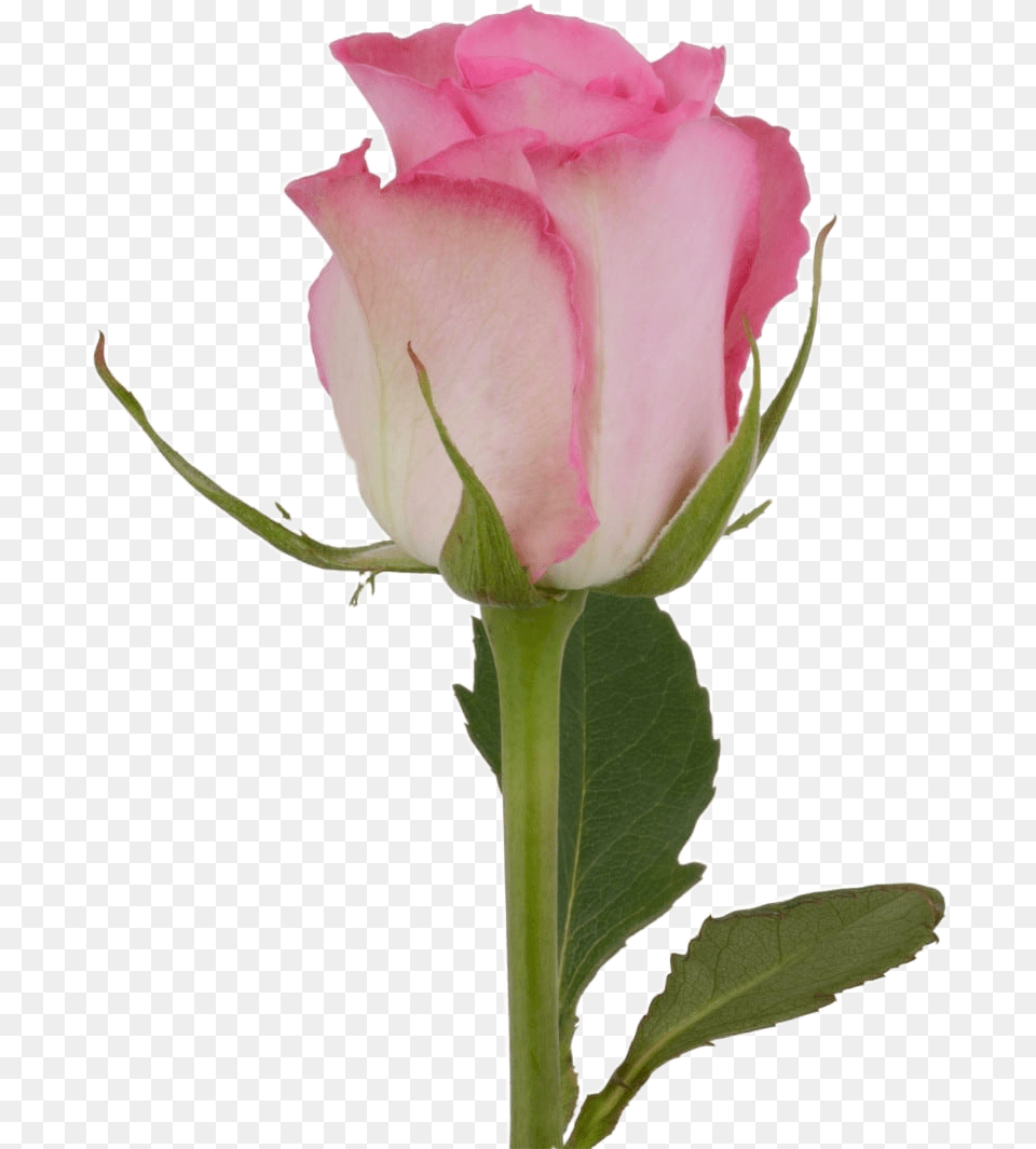 Rose Flower Rosebud Freetoedit Garden Roses, Plant, Petal Png