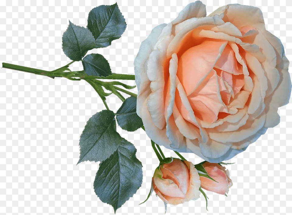 Rose Flower Stem Cut Out Bloom Isolated Perfume Garden Roses, Plant, Petal Free Png Download