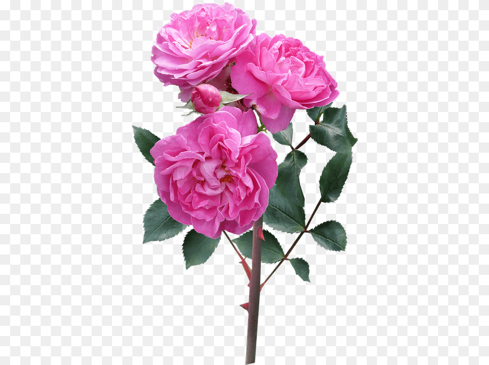 Rose Flower Stem Deep Pink Blooms Flowers With Stem, Geranium, Plant, Dahlia Png