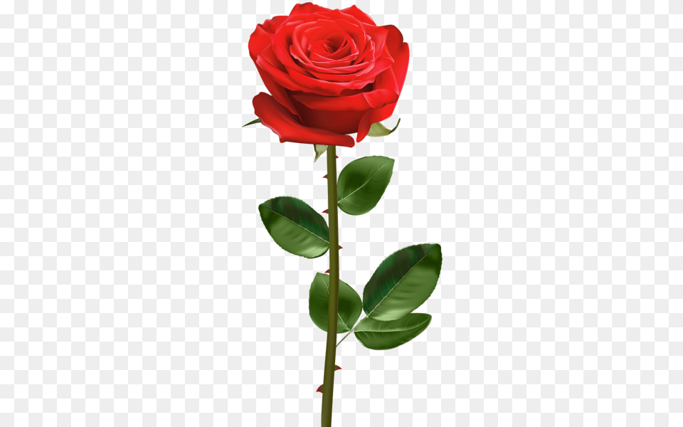 Rose Flower Stems Hd, Plant Png Image