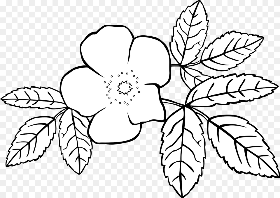 Rose Flower Svg Vector Clip Art Svg Clipart, Anemone, Leaf, Plant, Drawing Free Transparent Png