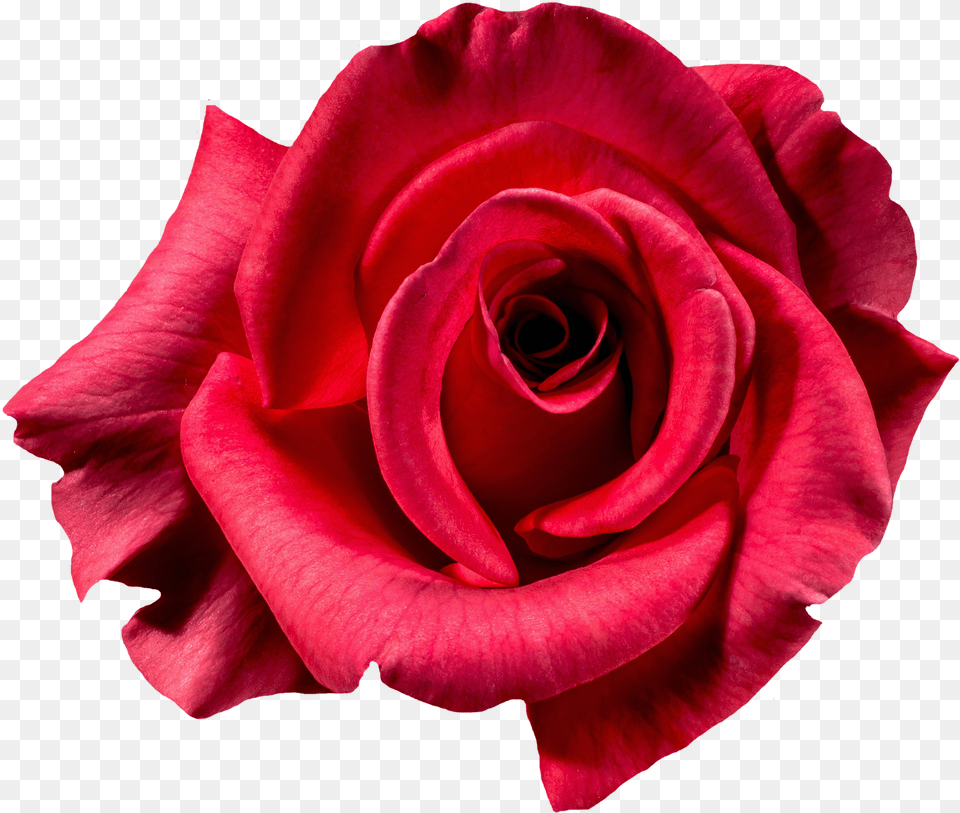 Rose Flower Top View, Plant, Petal Free Png Download