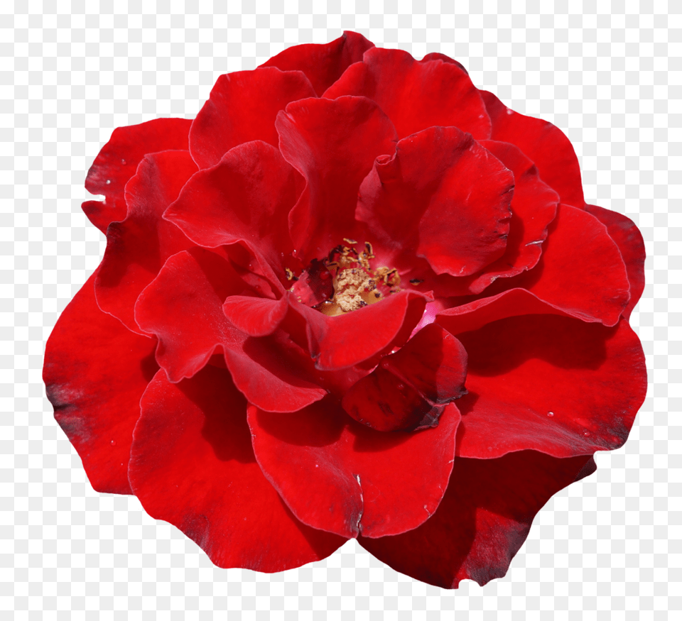 Rose Flower Top View Image Vector Clipart, Geranium, Petal, Plant, Pollen Free Transparent Png