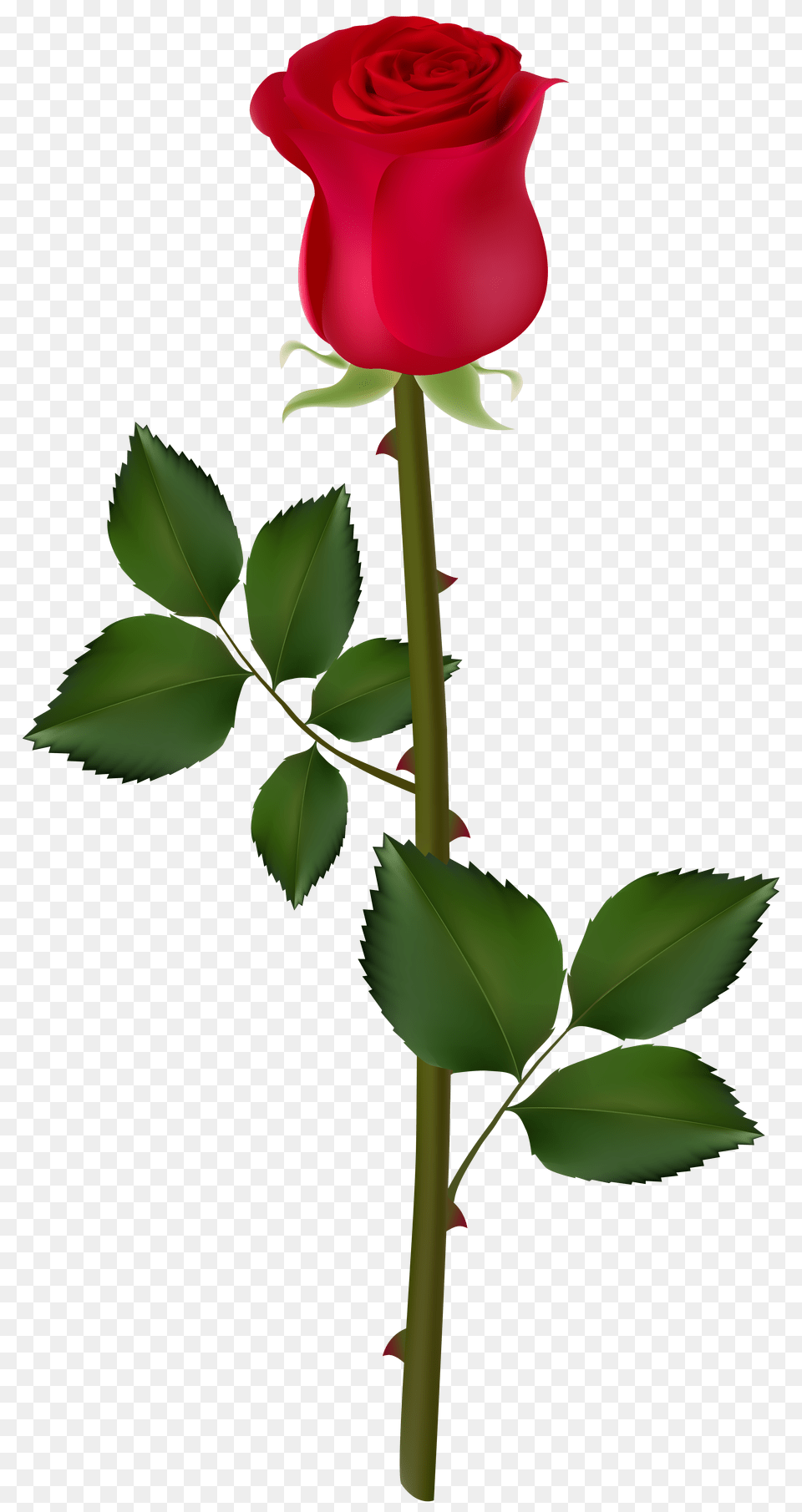 Rose Flower Transparent Clipart Rose Big Good Mornings, Plant Png Image