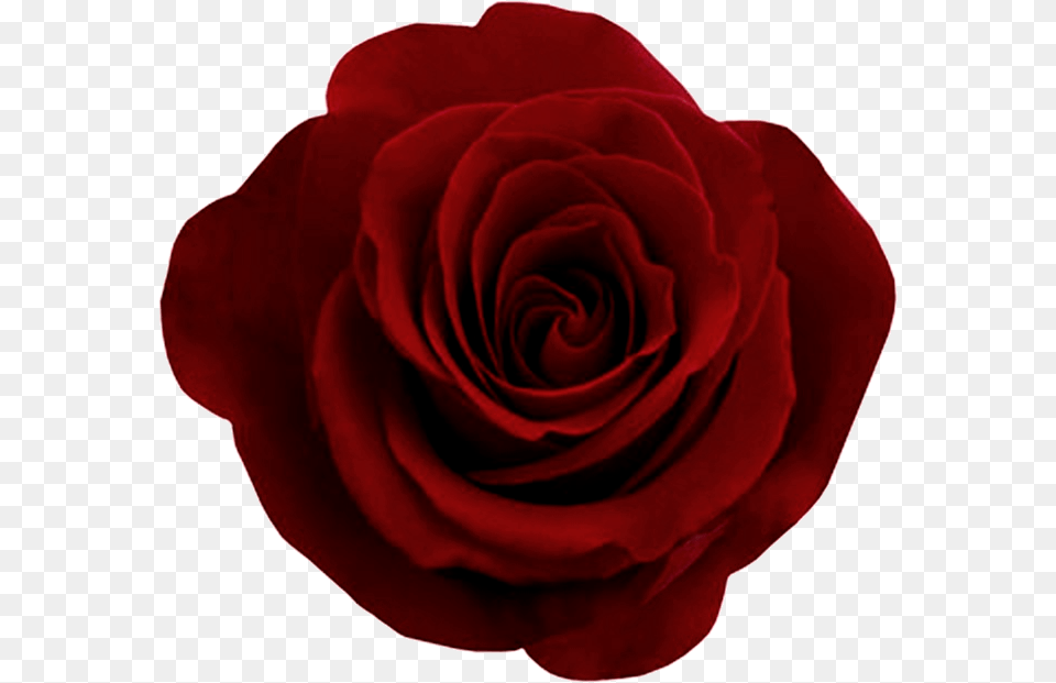 Rose Flower Transparent Dark Red Rose, Plant, Petal Png