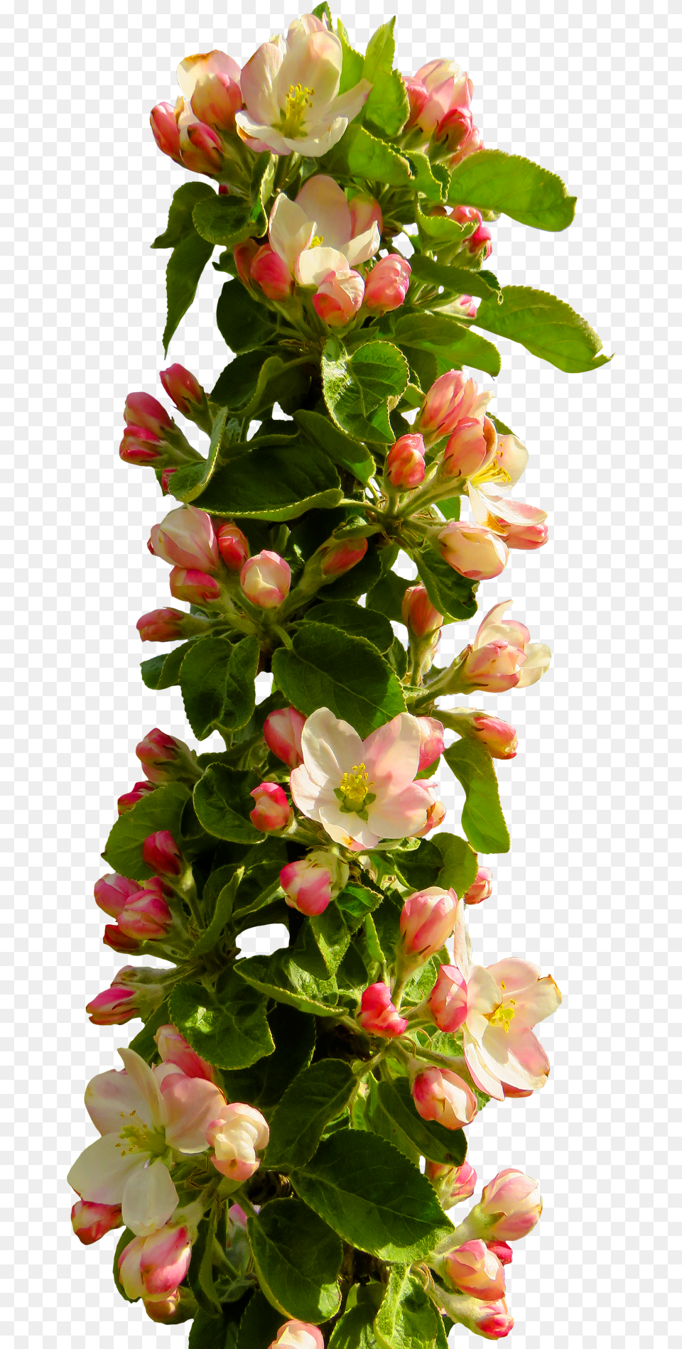 Rose Flower Image Pngpix Format Flowers Hd, Flower Arrangement, Flower Bouquet, Geranium, Petal Free Transparent Png
