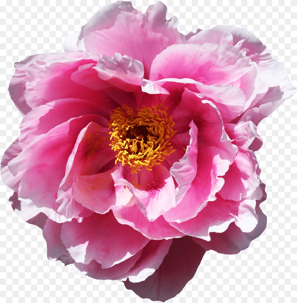 Rose Flower Transparent Real Peony Transparent, Plant Png Image
