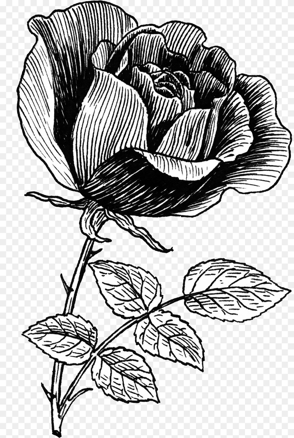 Rose Flower Rose Line Art, Drawing, Plant Free Transparent Png