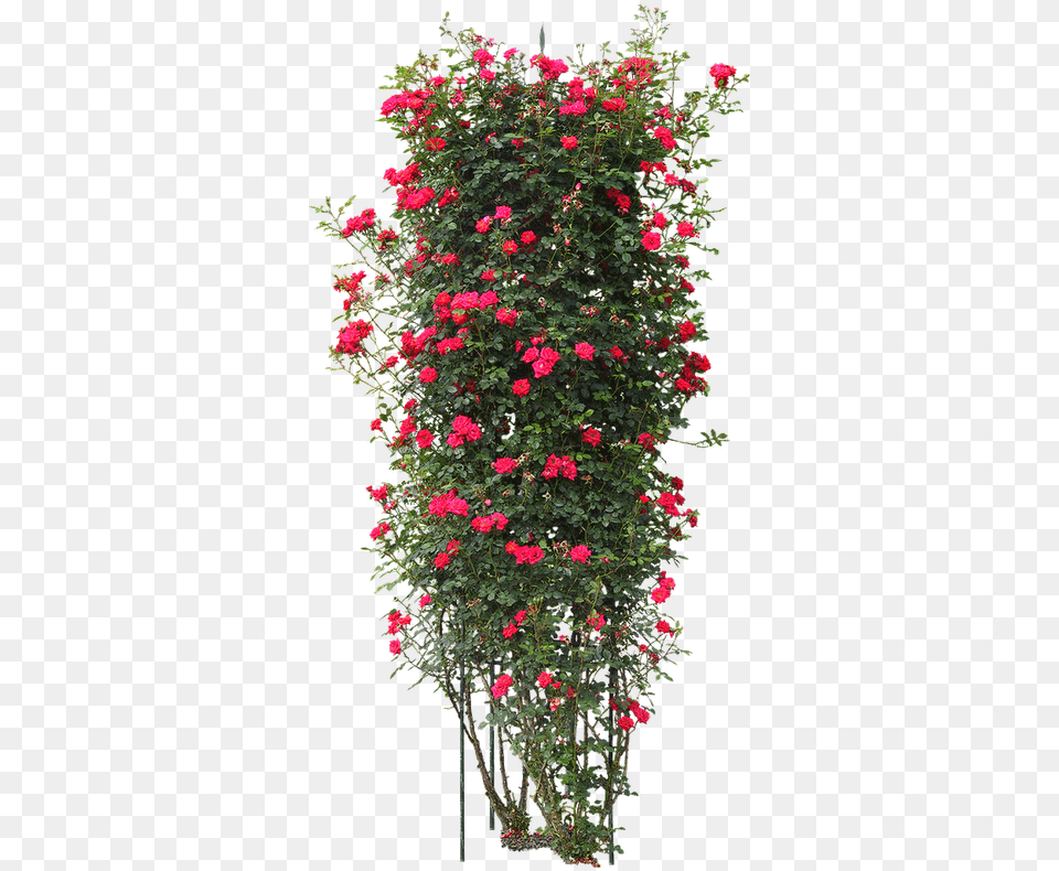 Rose Flower Tree, Flower Arrangement, Geranium, Plant, Potted Plant Png