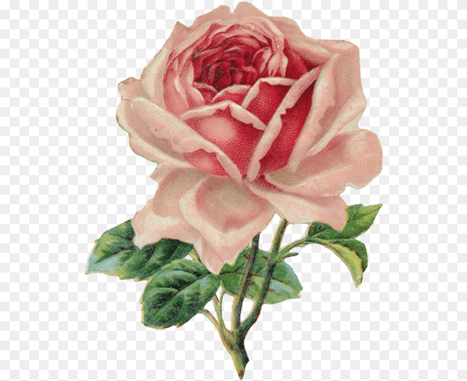 Rose Flower Vintage Illustration Vintage Rose Clip Art, Plant Png Image