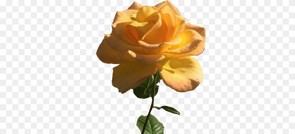 Rose Flower Vintage Yellowrose Yellowflower Transparent Aesthetic Yellow, Petal, Plant Free Png