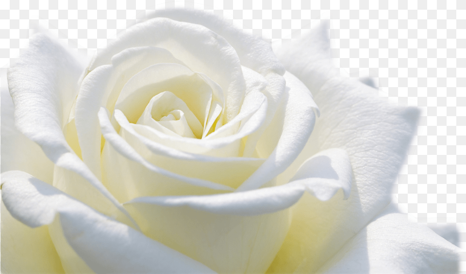 Rose Flower Wallpaper Flower Image, Plant, Petal Free Png Download