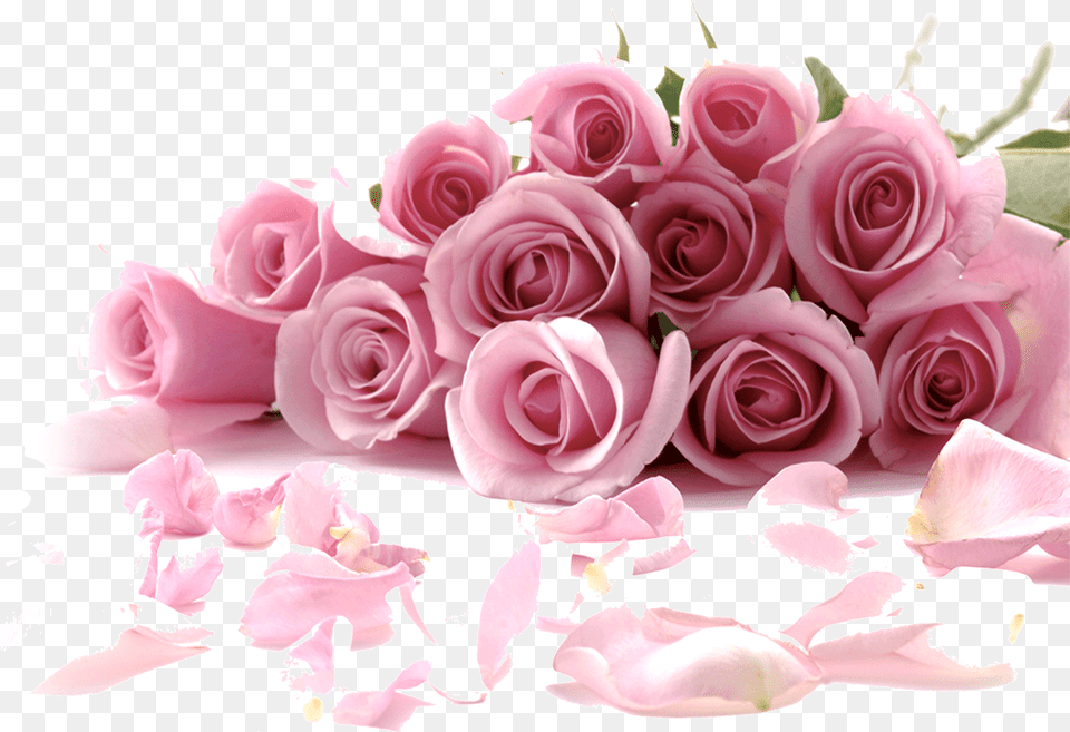 Rose Flower Wallpaper Rose Wallpaper Flowers, Flower Arrangement, Flower Bouquet, Petal, Plant Free Png