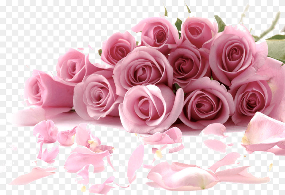 Rose Flower Wallpaper Rose Wallpaper Pictures Of Flowers, Flower Arrangement, Flower Bouquet, Petal, Plant Free Png